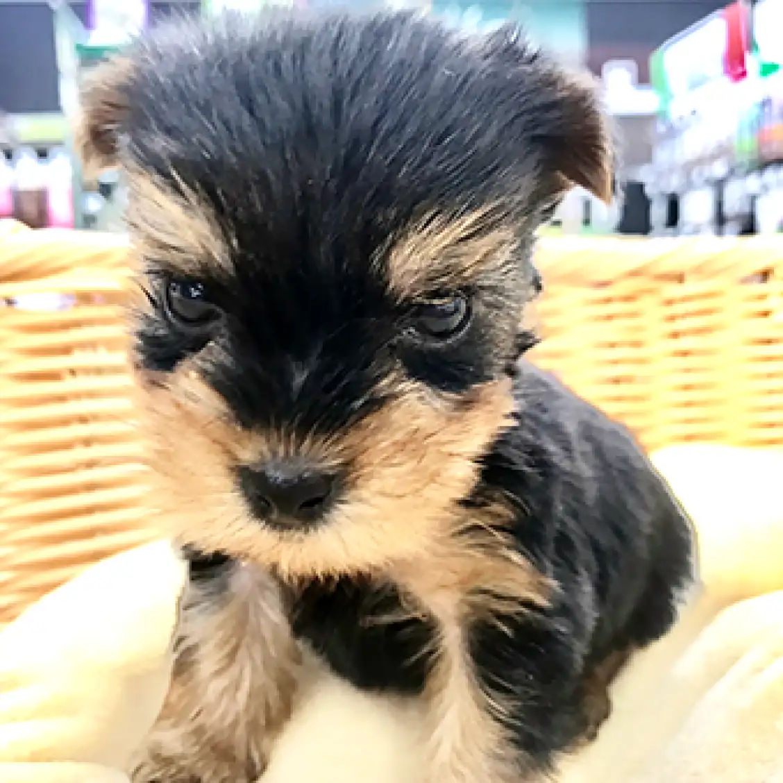 ヨークシャーテリア