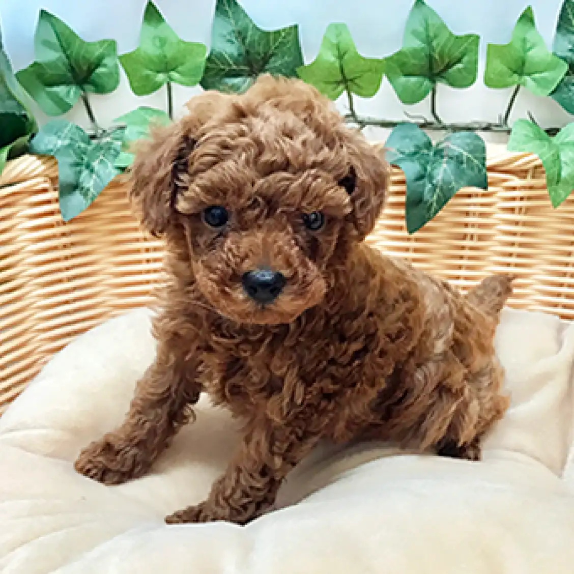 トイ・プードル