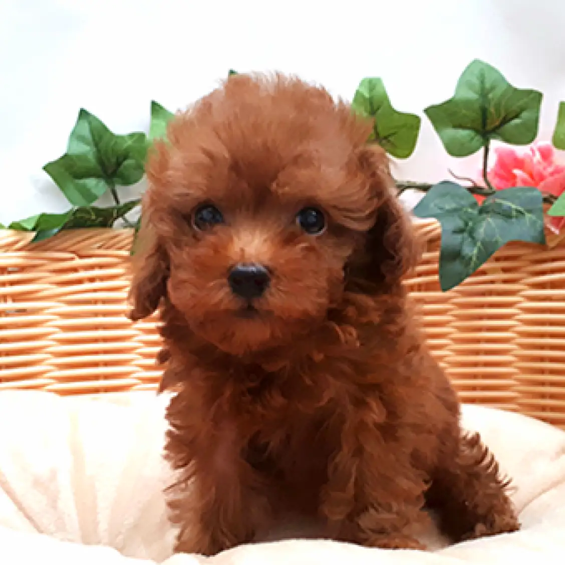 トイ・プードル