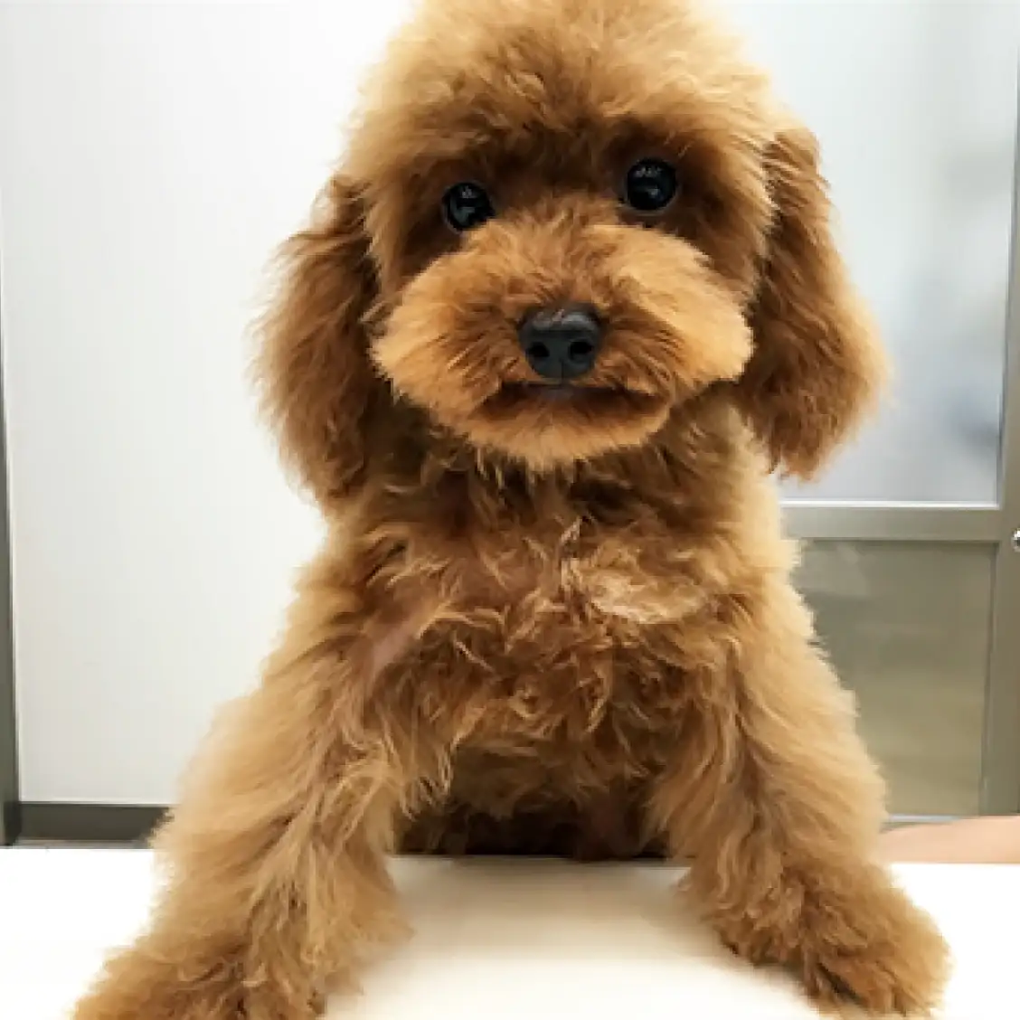 トイ・プードル