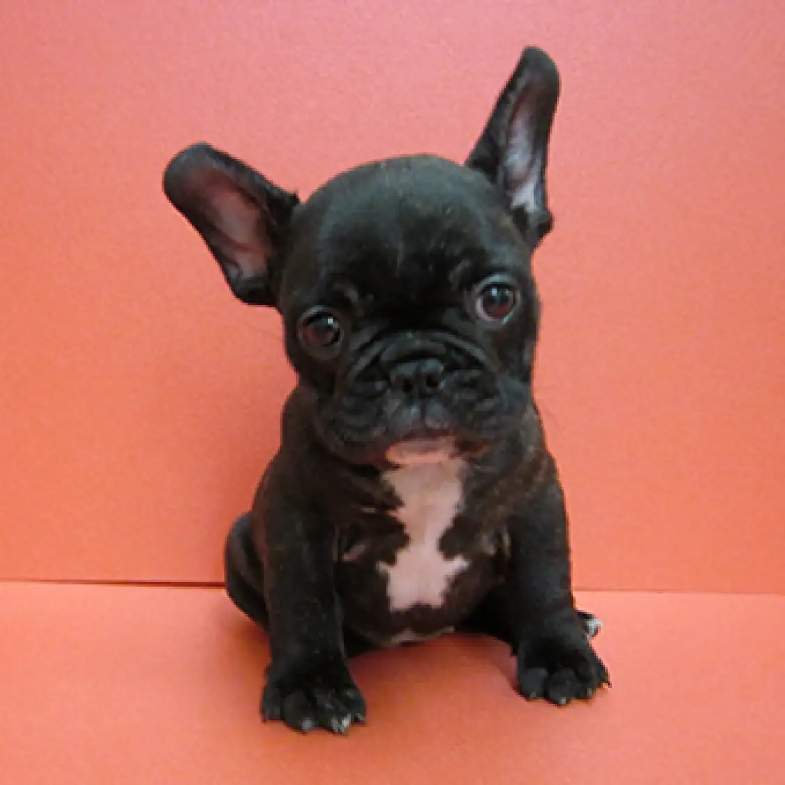 フレンチブルドッグ