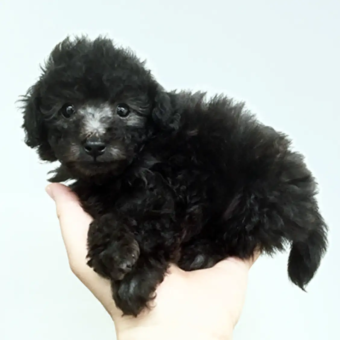 トイ・プードル