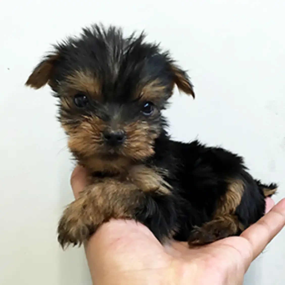 ヨークシャーテリア