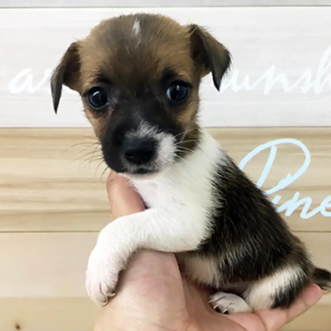 ジャックラッセルテリア