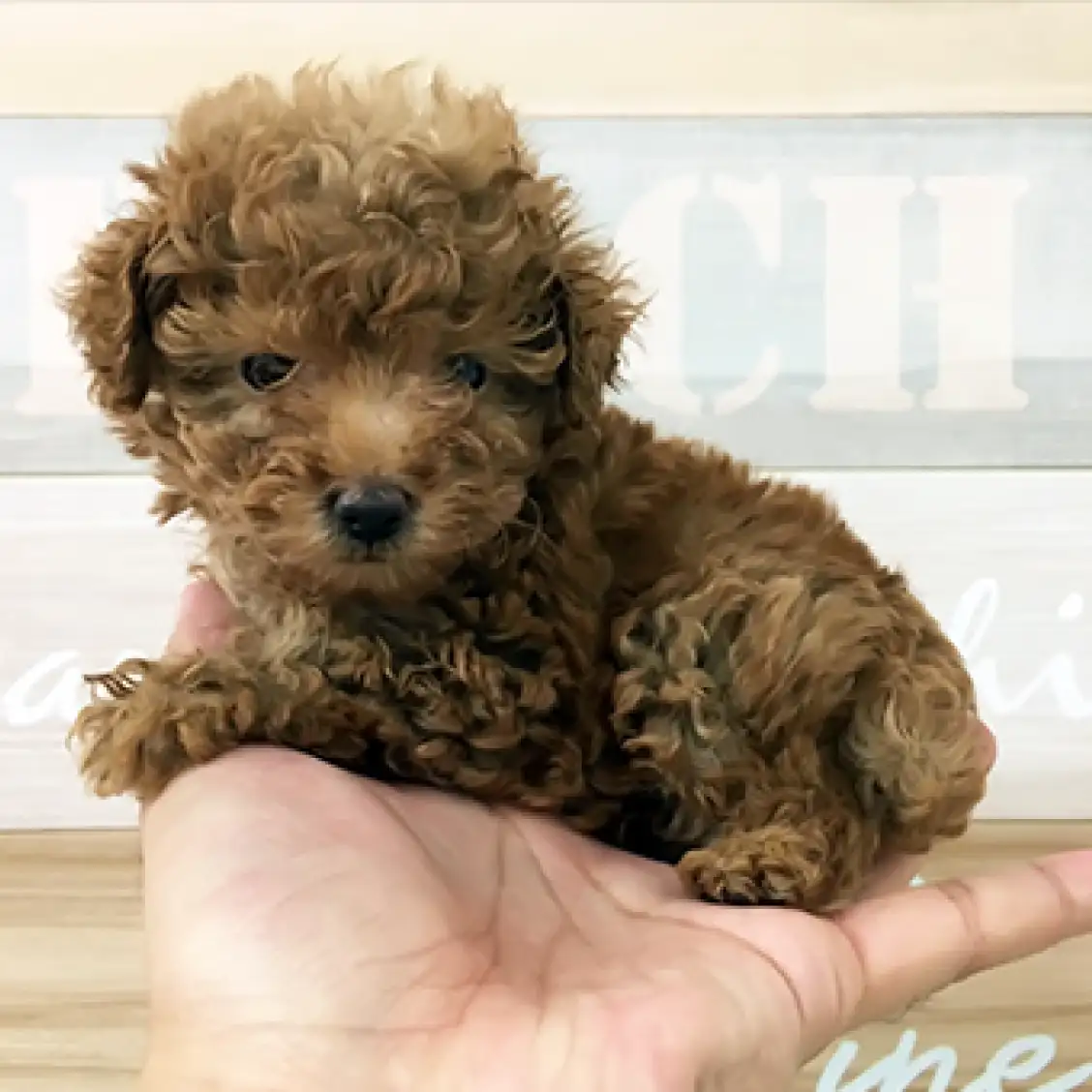 トイ・プードル