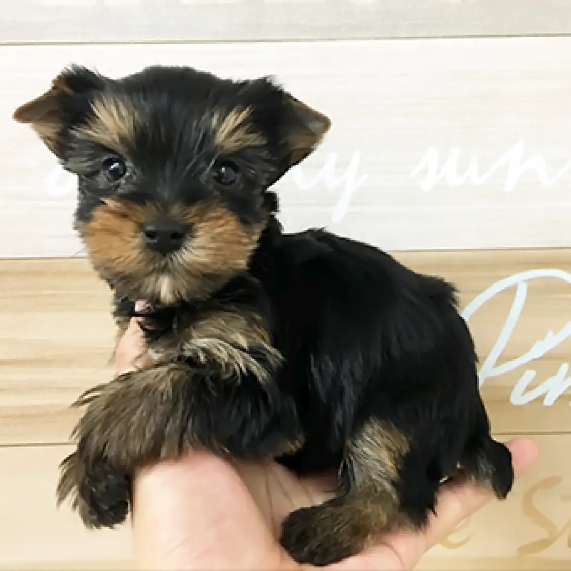 ヨークシャーテリア