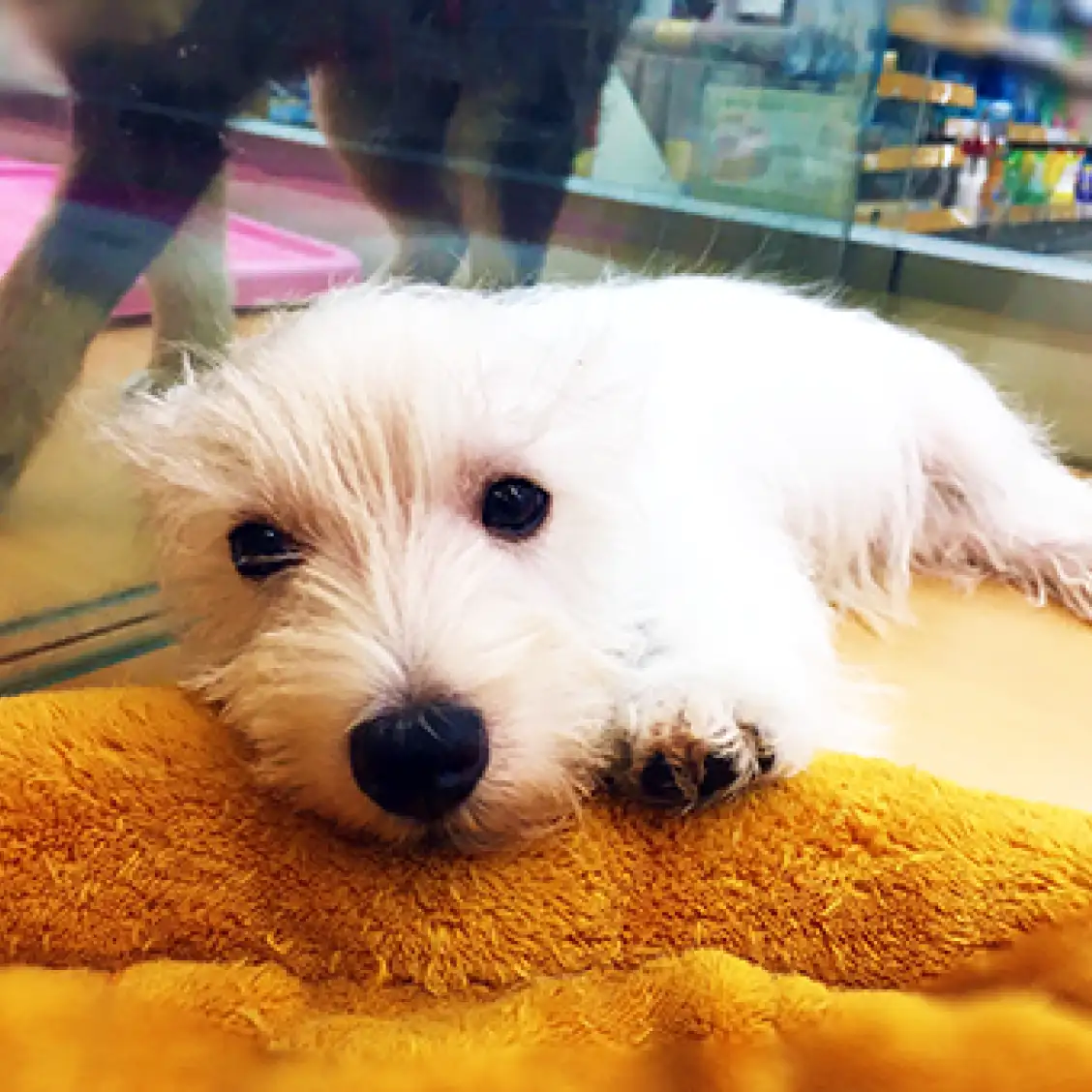 ウェストハイランドホワイトテリア