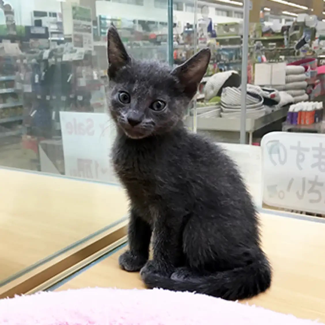 ロシアンブルー