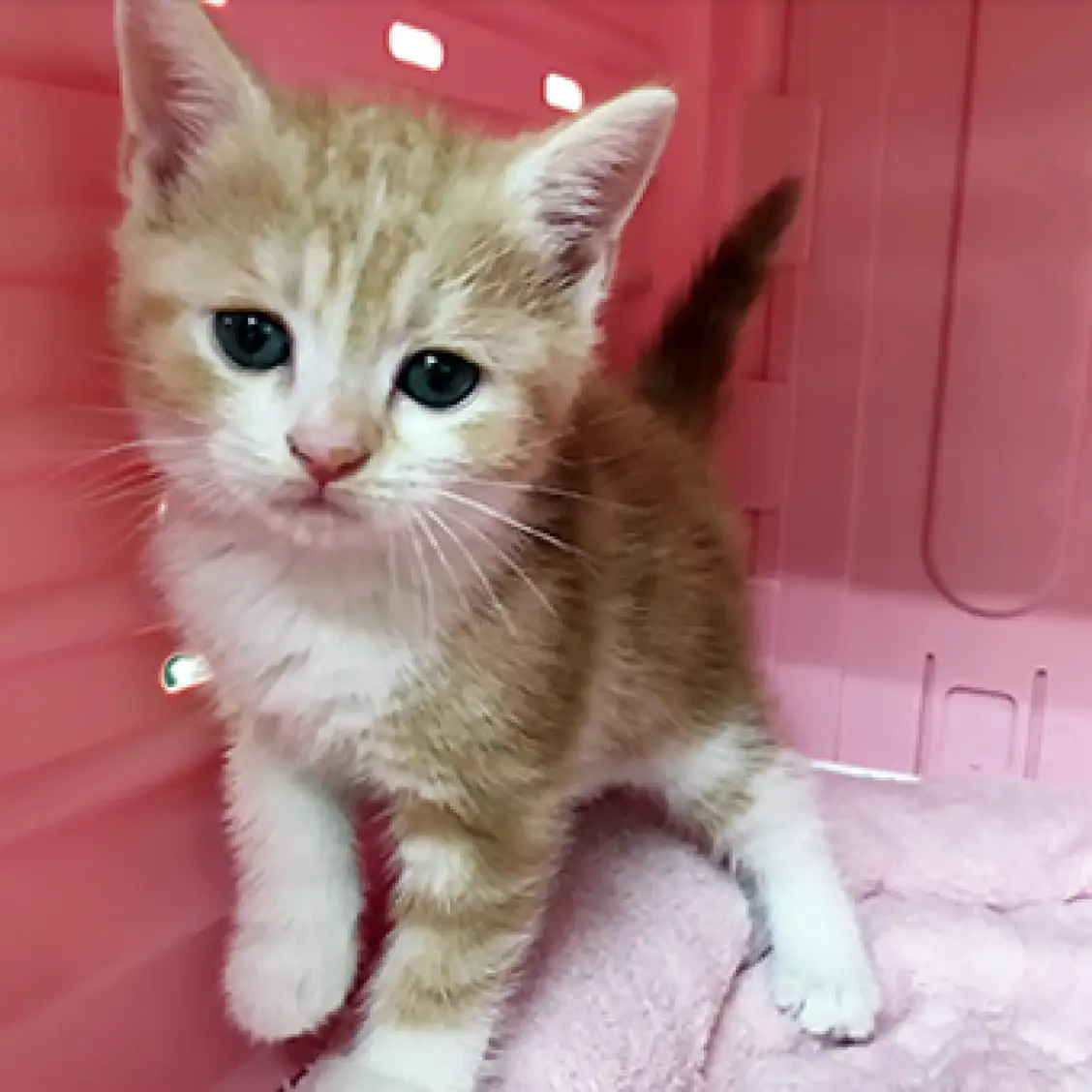 アメリカンショートヘア