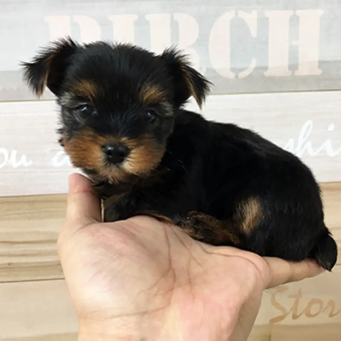 ヨークシャーテリア