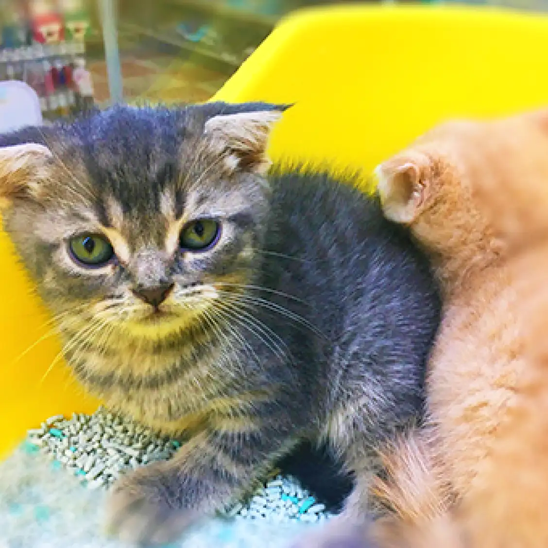 スコティッシュフォールド