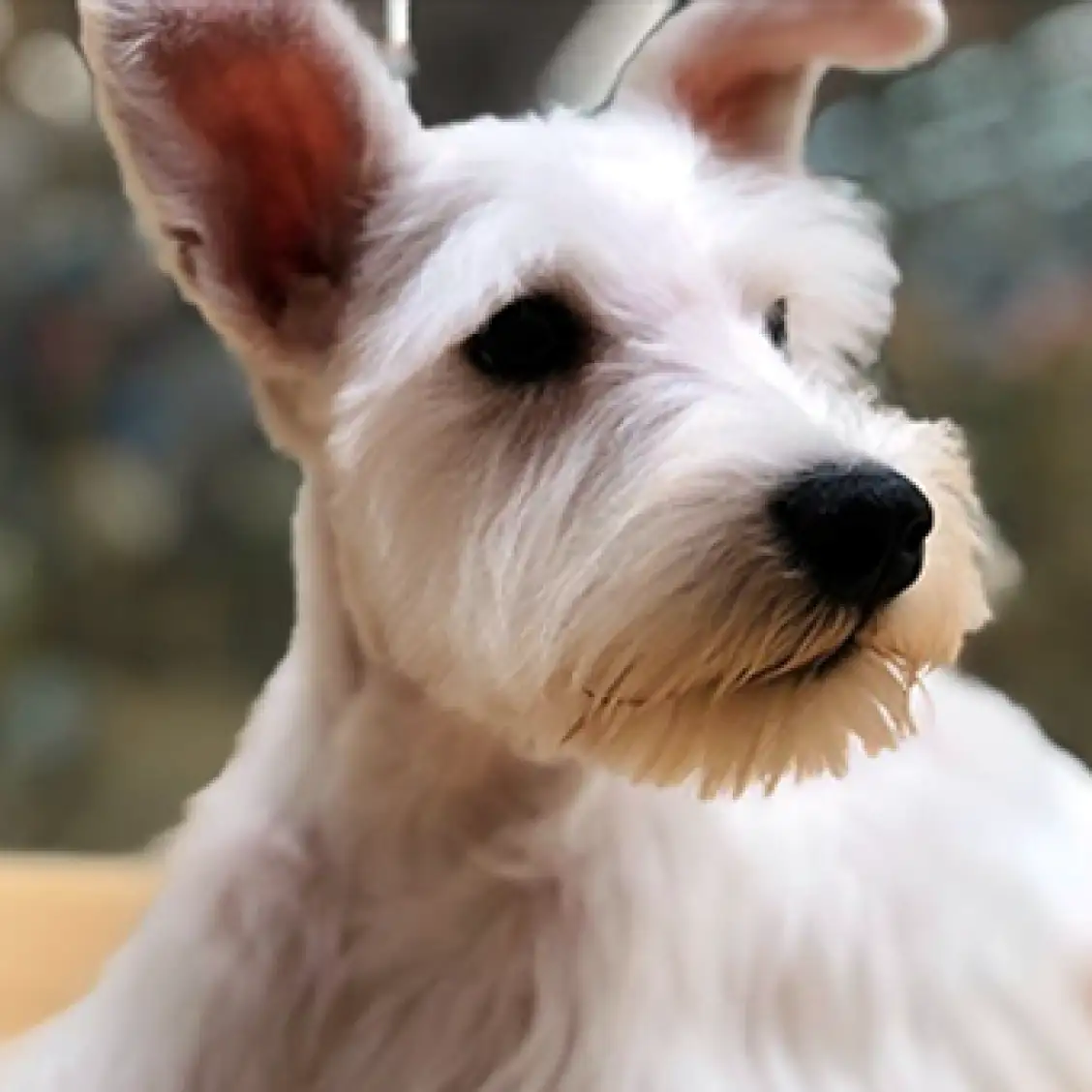 ミニチュア・シュナウザー