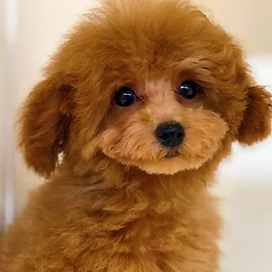 トイ・プードル