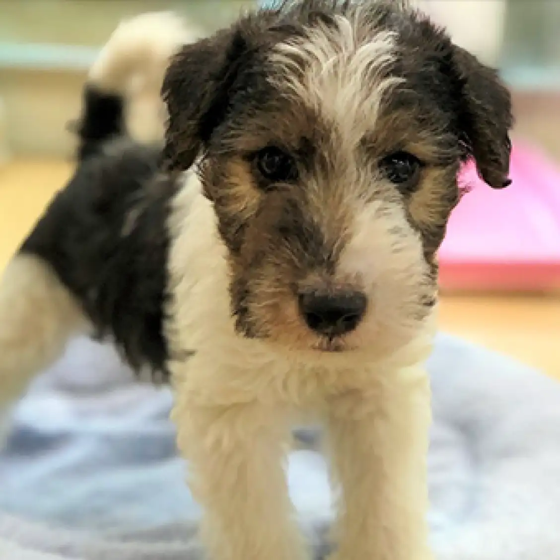 ワイヤーフォックステリア