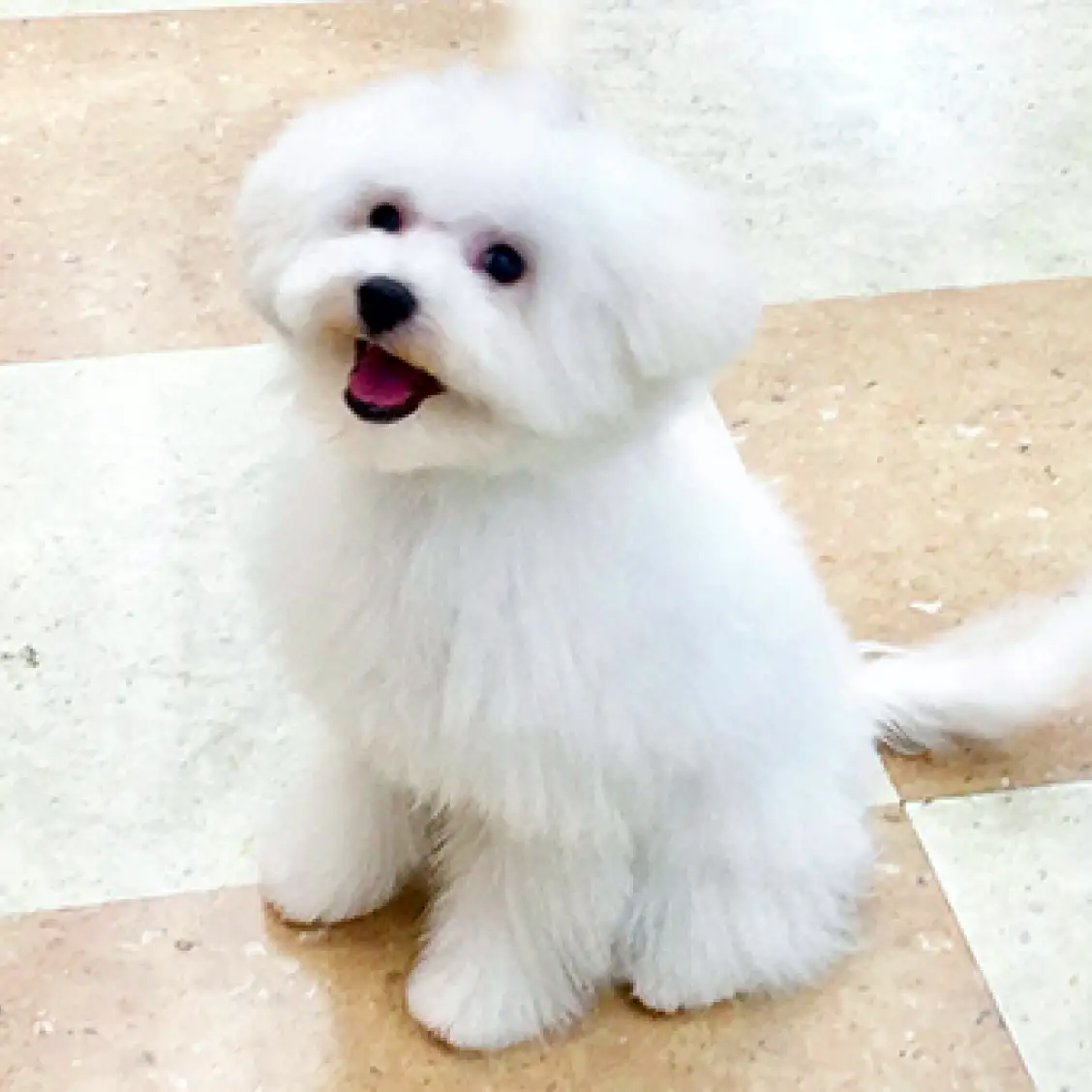 ビションフリーゼ