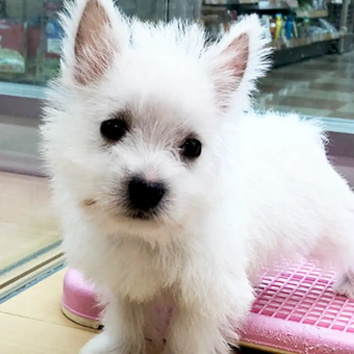 ウェストハイランドホワイトテリア