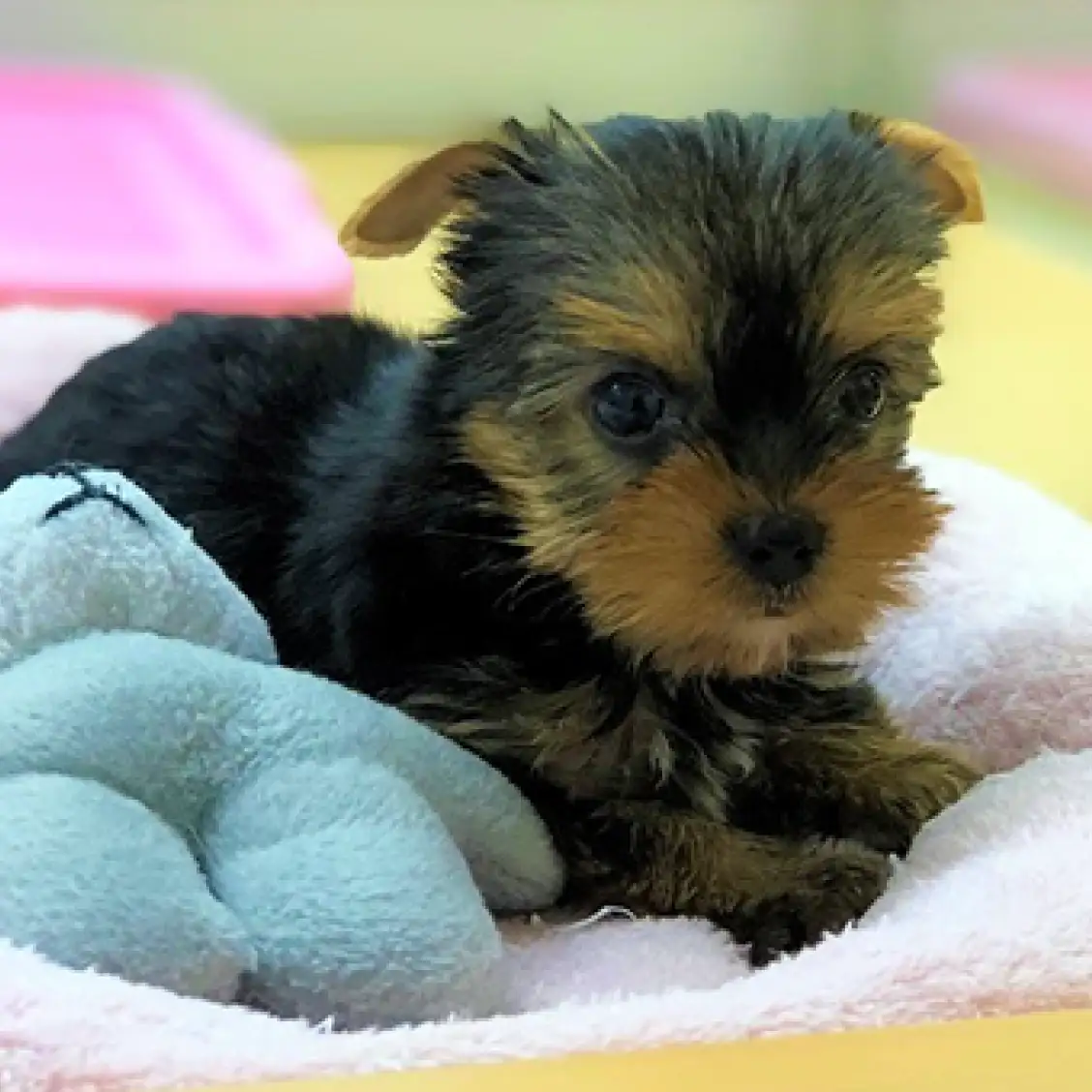 ヨークシャーテリア