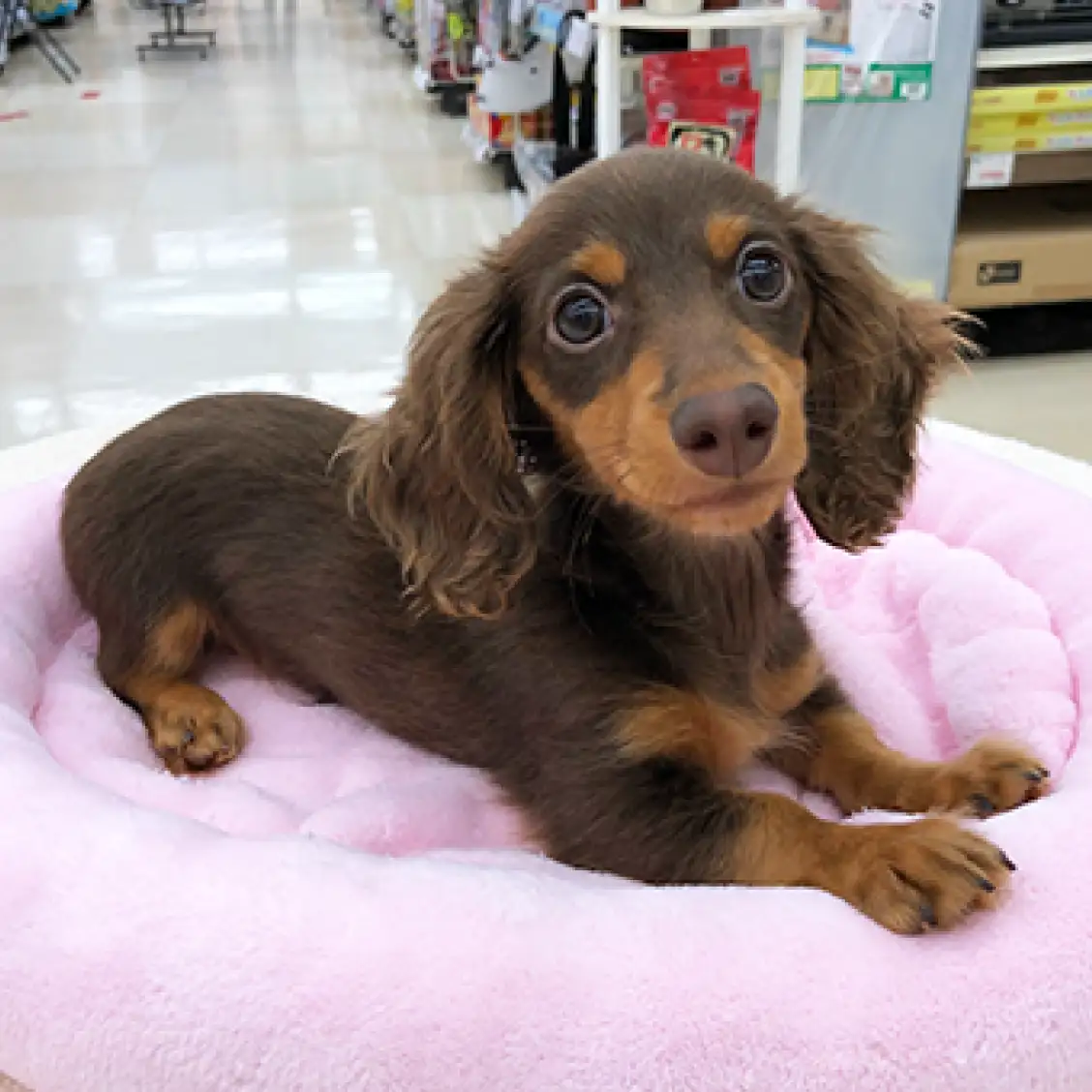 ミニチュア・ダックスフント