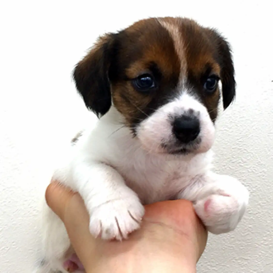 ジャックラッセルテリア