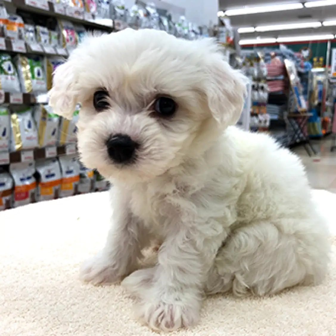 ビションフリーゼ