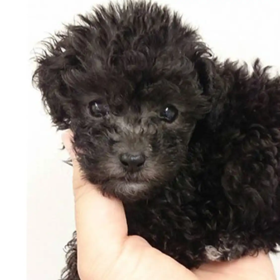 トイ・プードル