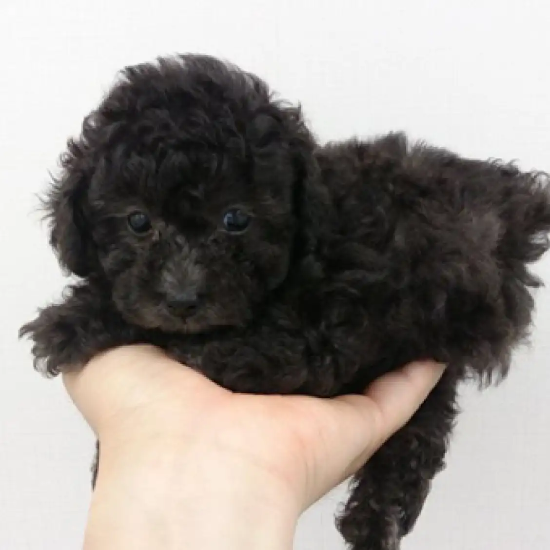 トイ・プードル