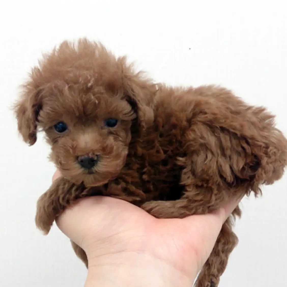 トイ・プードル