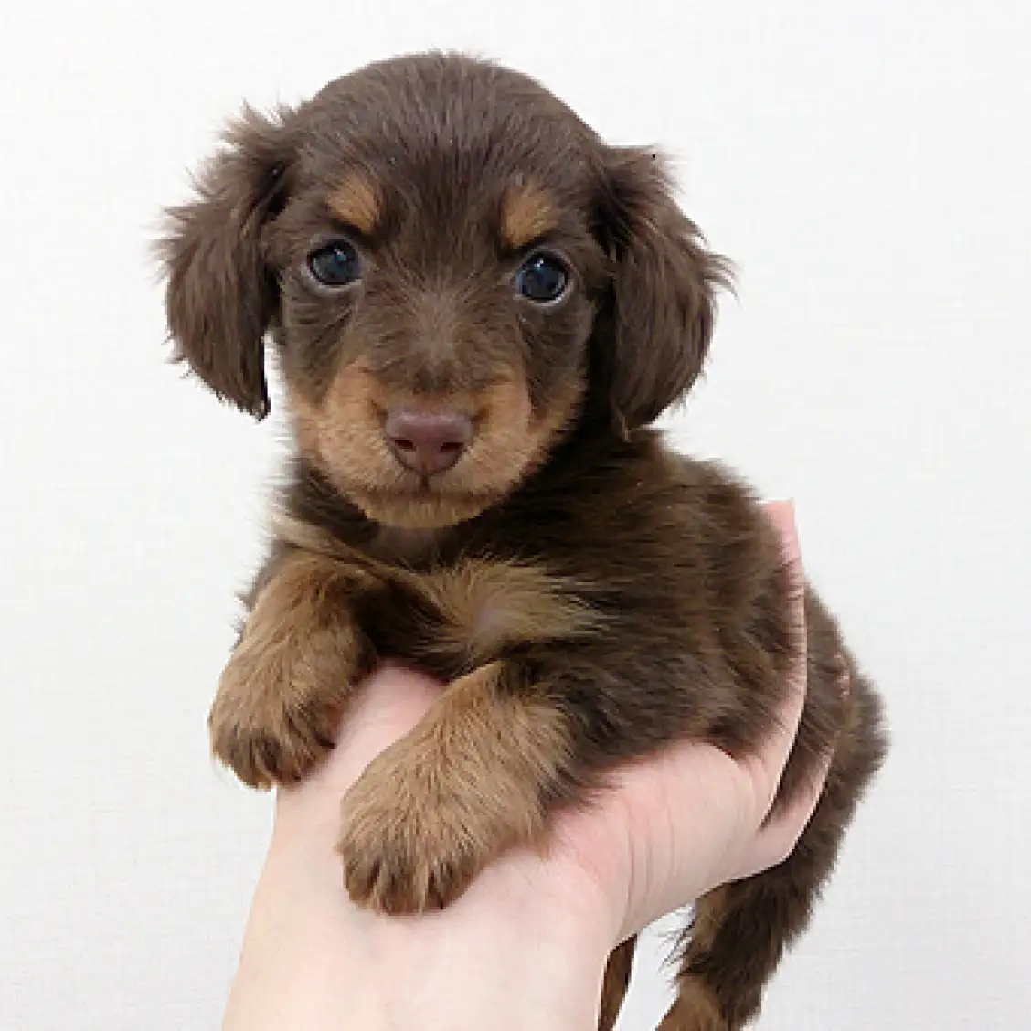 カニンヘン・ダックスフント