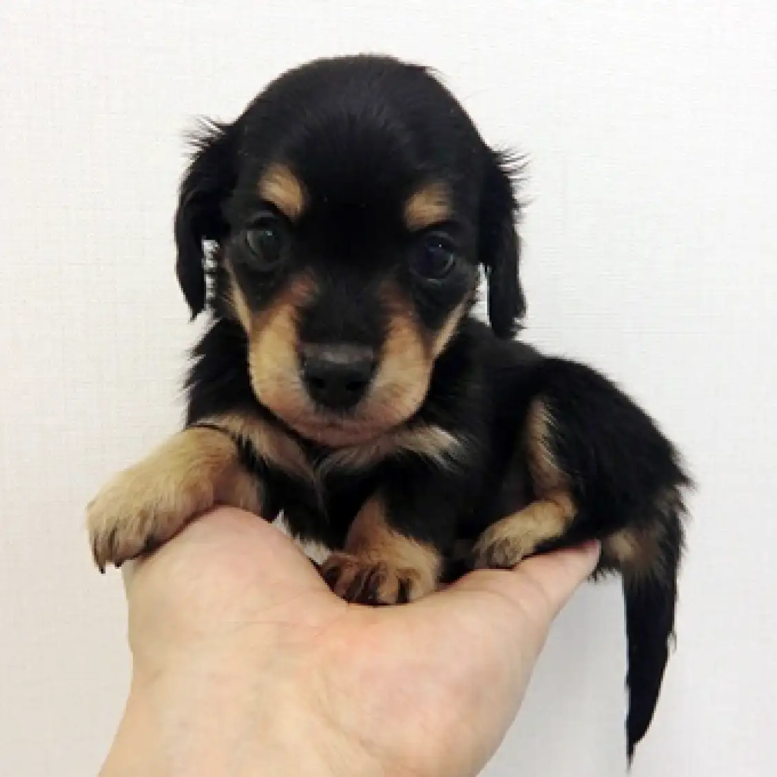 カニンヘン・ダックスフント