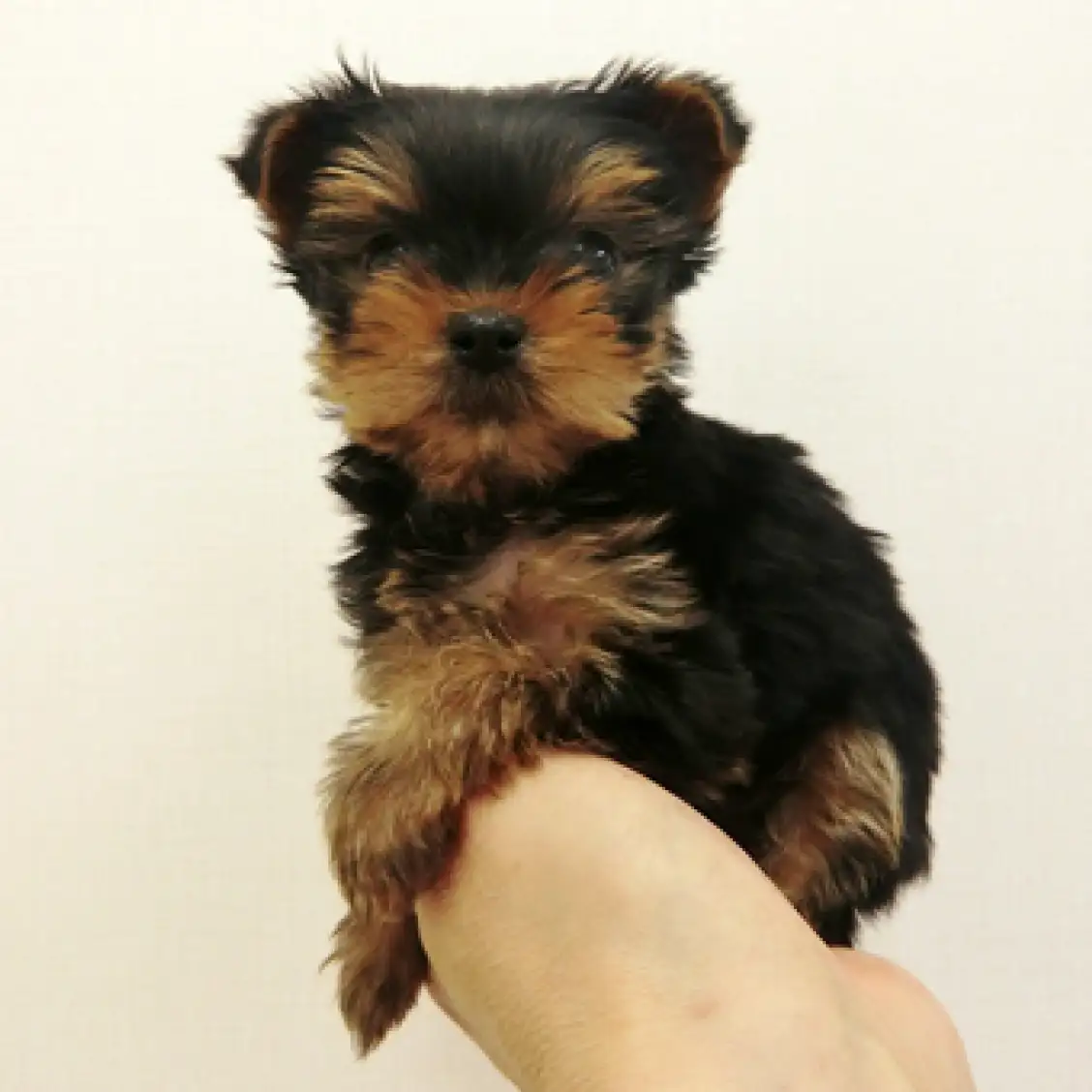 ヨークシャーテリア