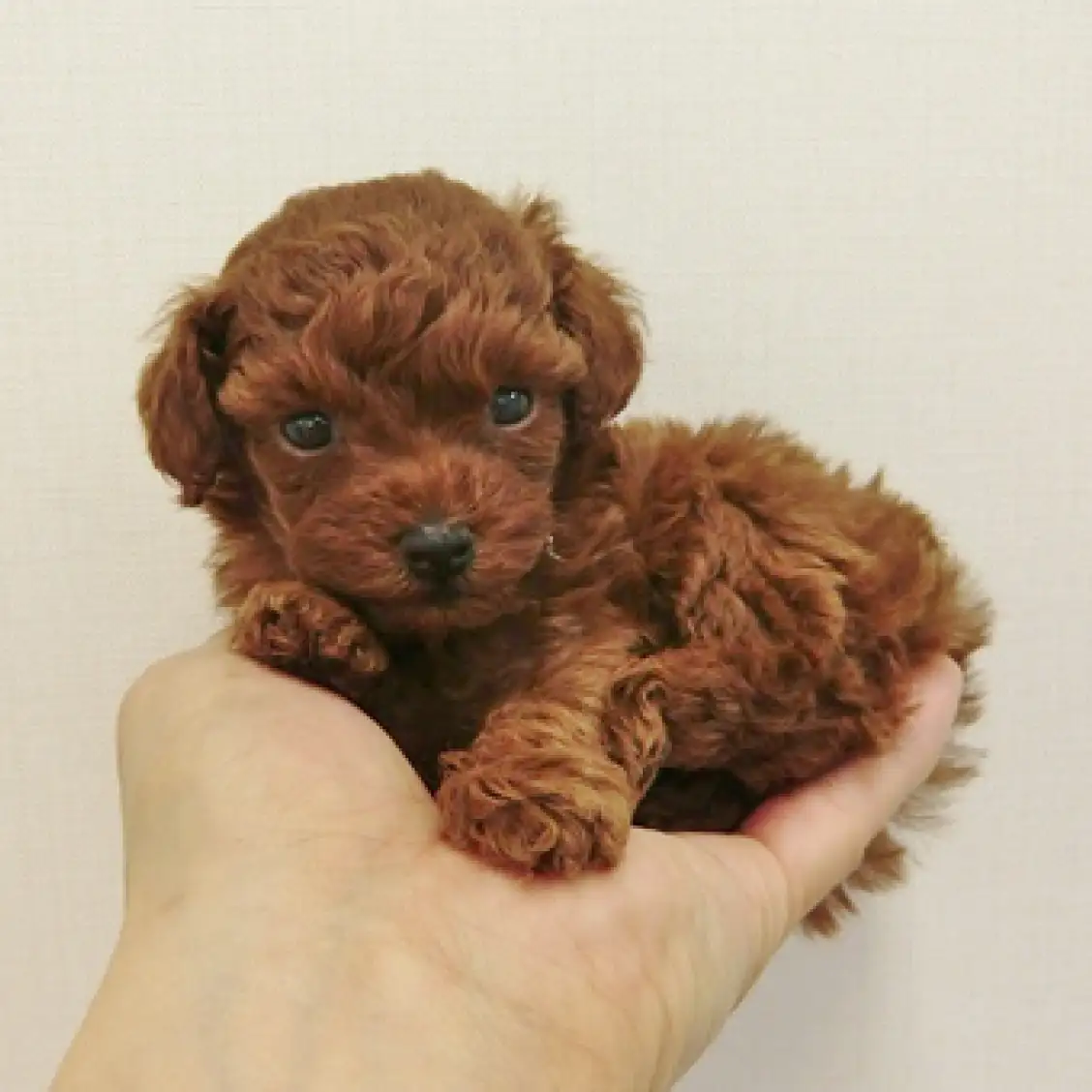 トイ・プードル