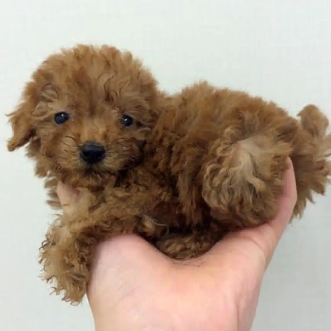 トイ・プードル