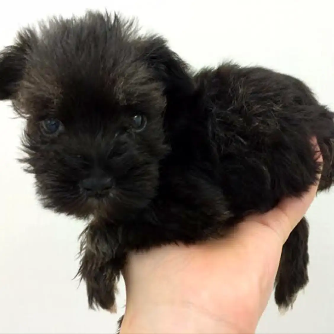 ミニチュア・シュナウザー