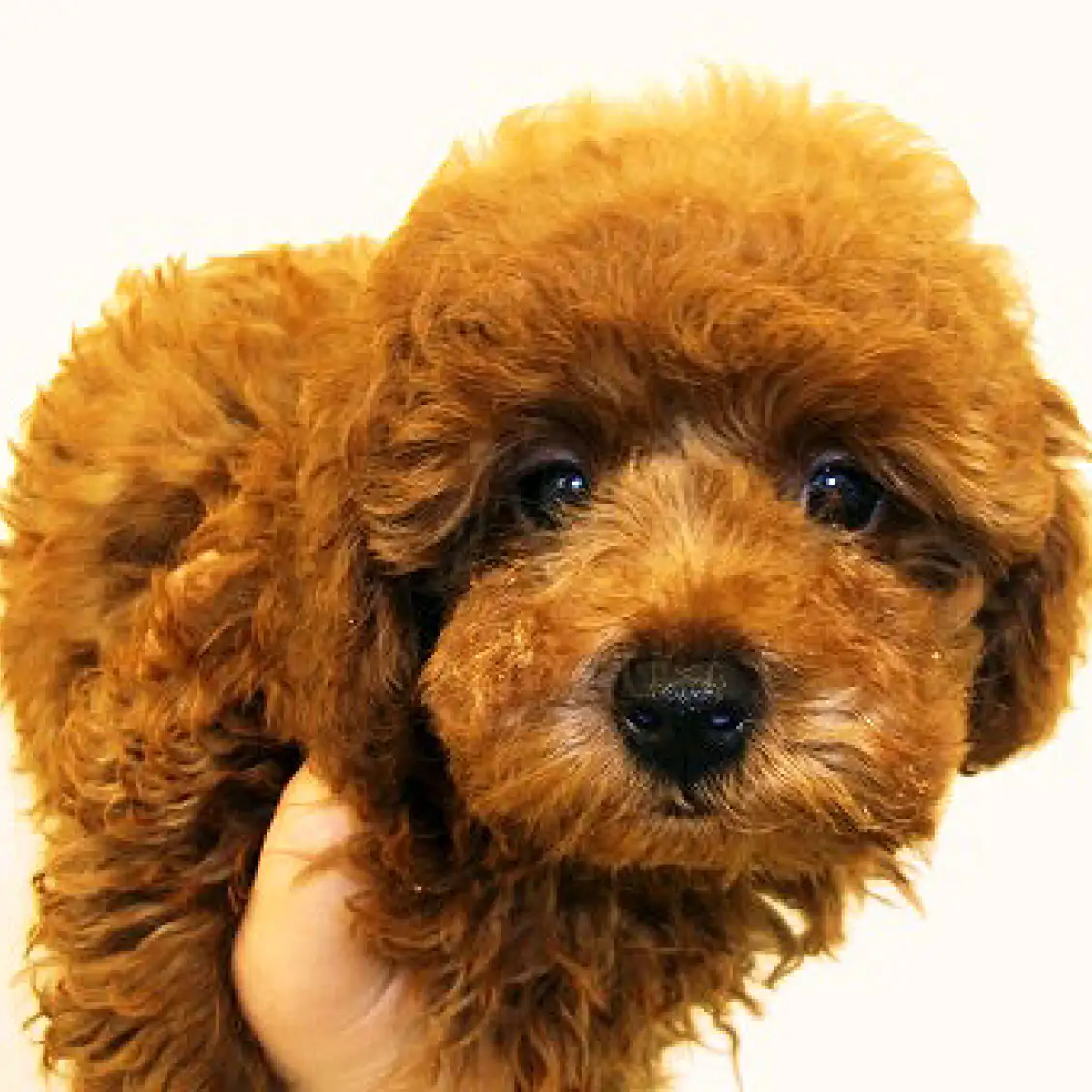 トイ・プードル