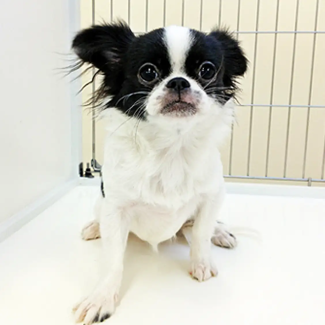 MIX(チワワ×ペキニーズ)