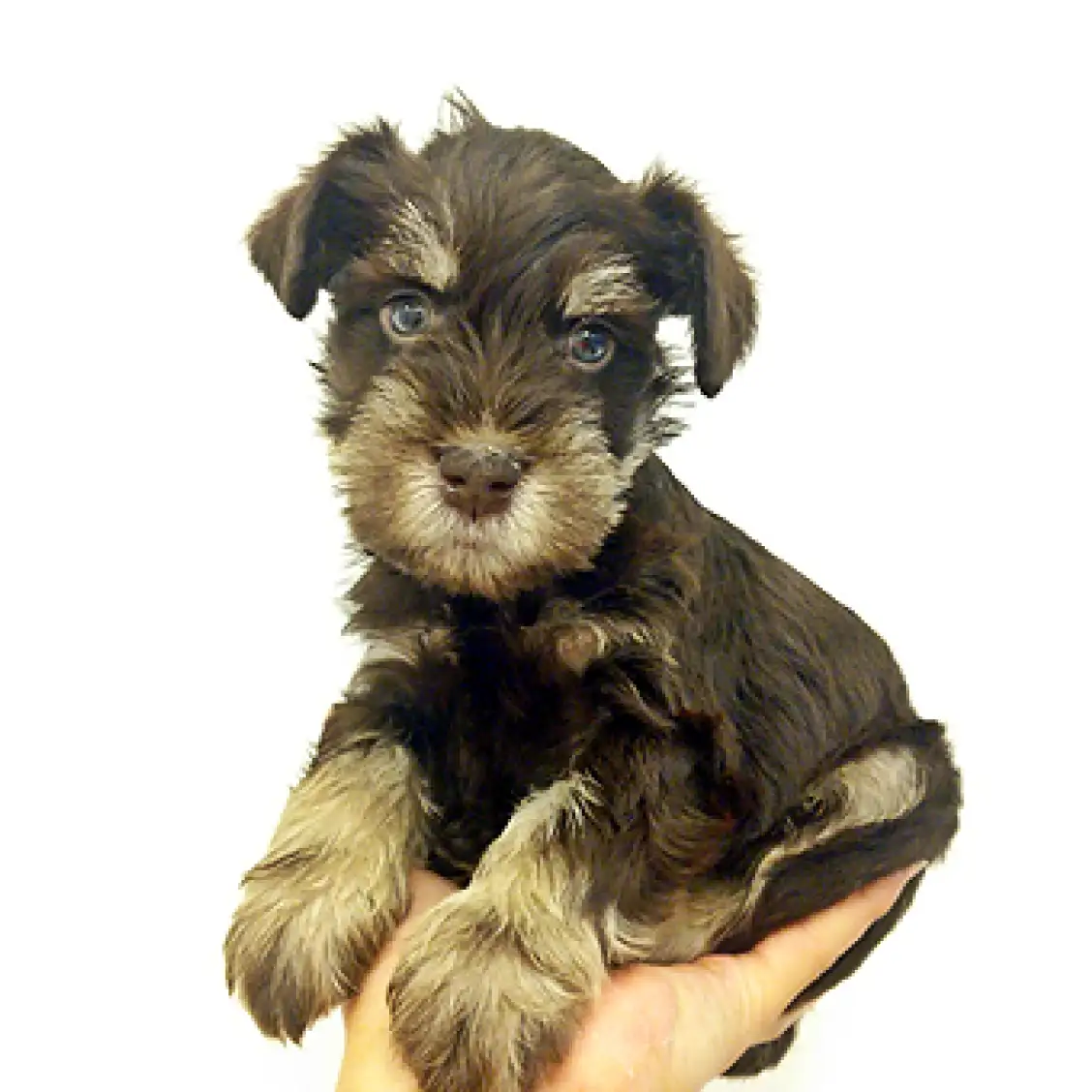 ミニチュア・シュナウザー