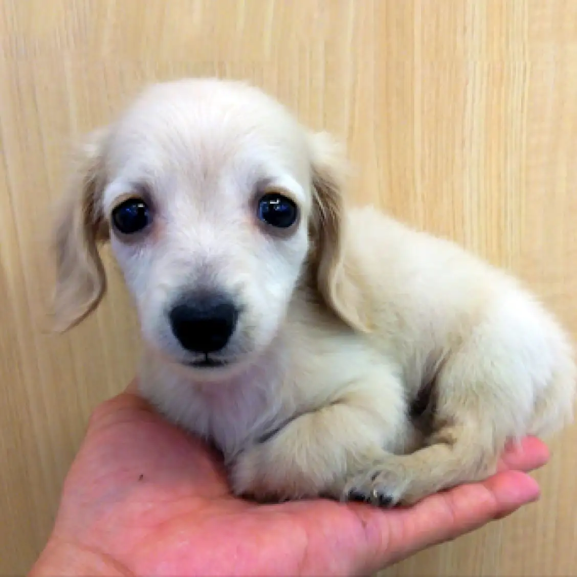 ミニチュア・ダックスフント