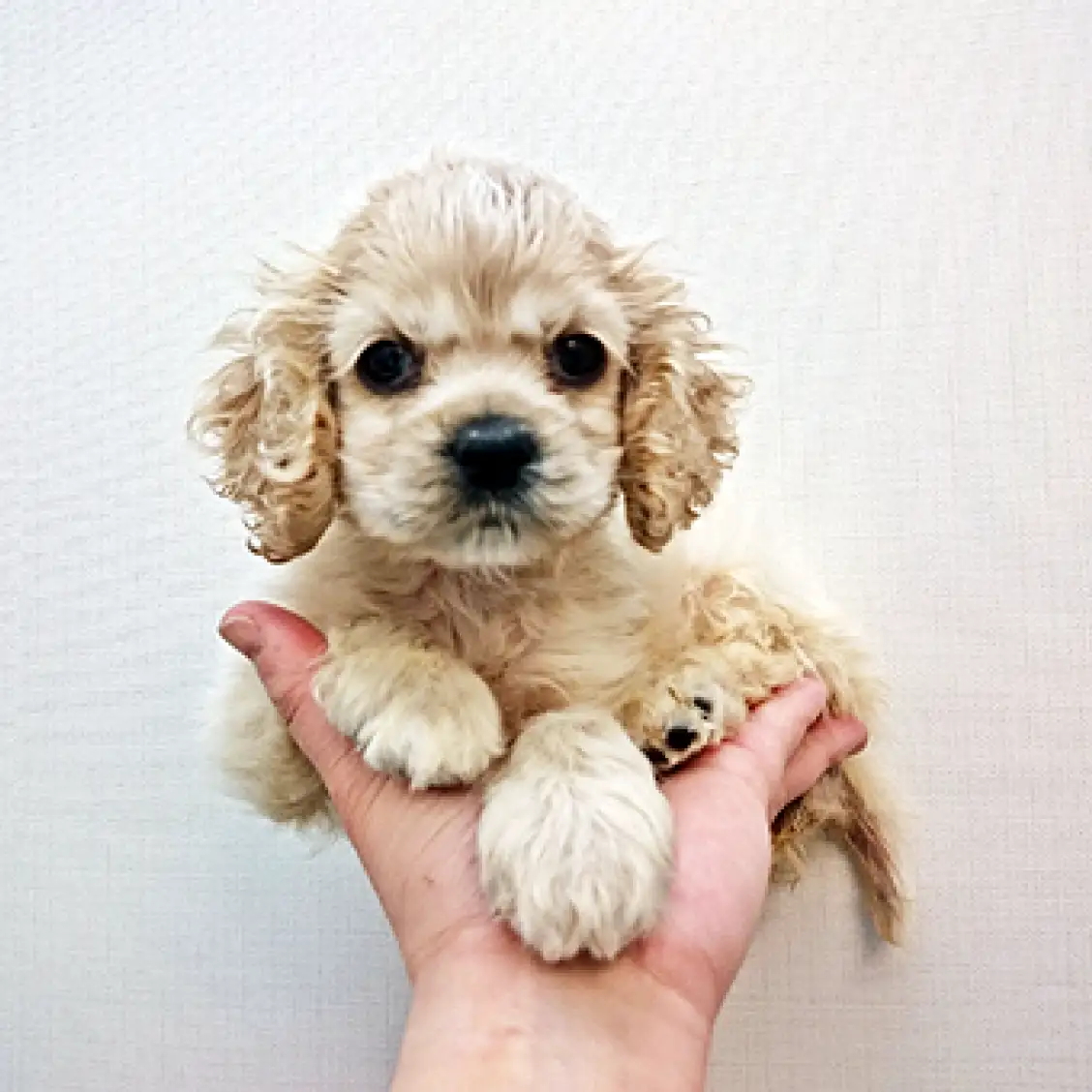 アメリカンコッカースパニエル