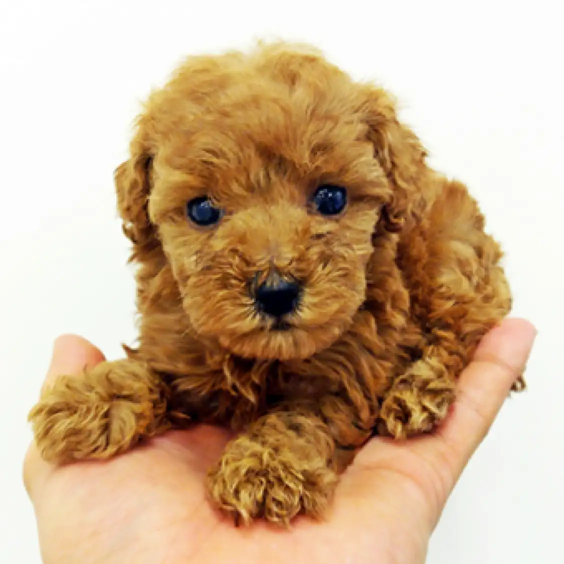 トイ・プードル