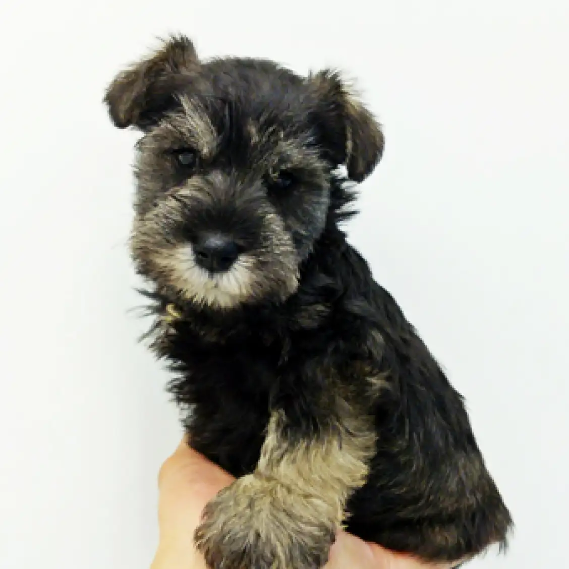 ミニチュア・シュナウザー