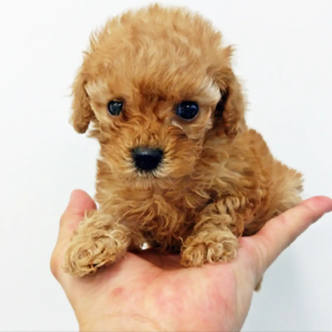 トイ・プードル