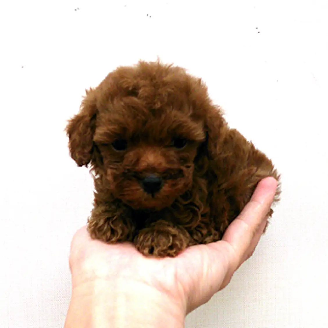 トイ・プードル