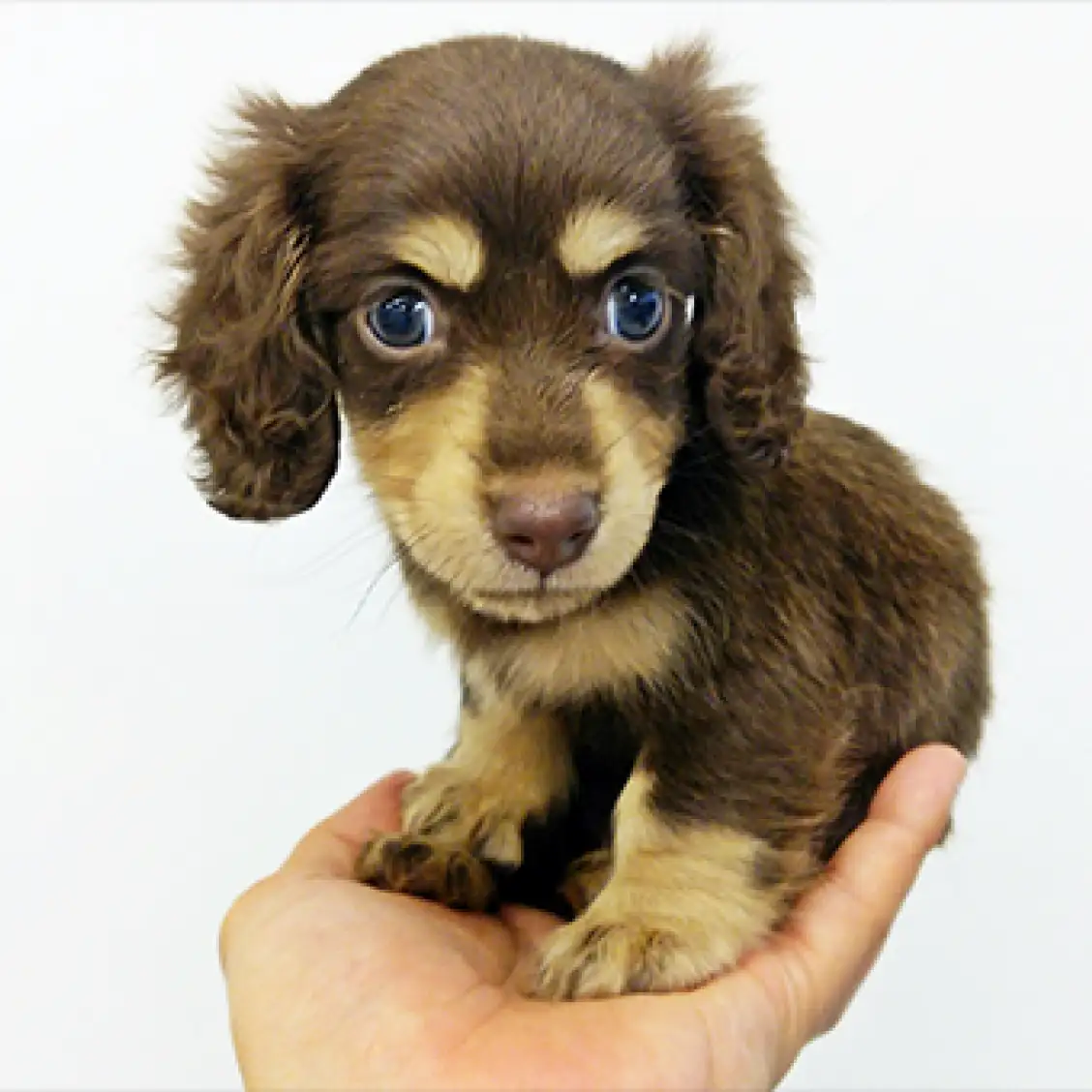 ミニチュア・ダックスフント