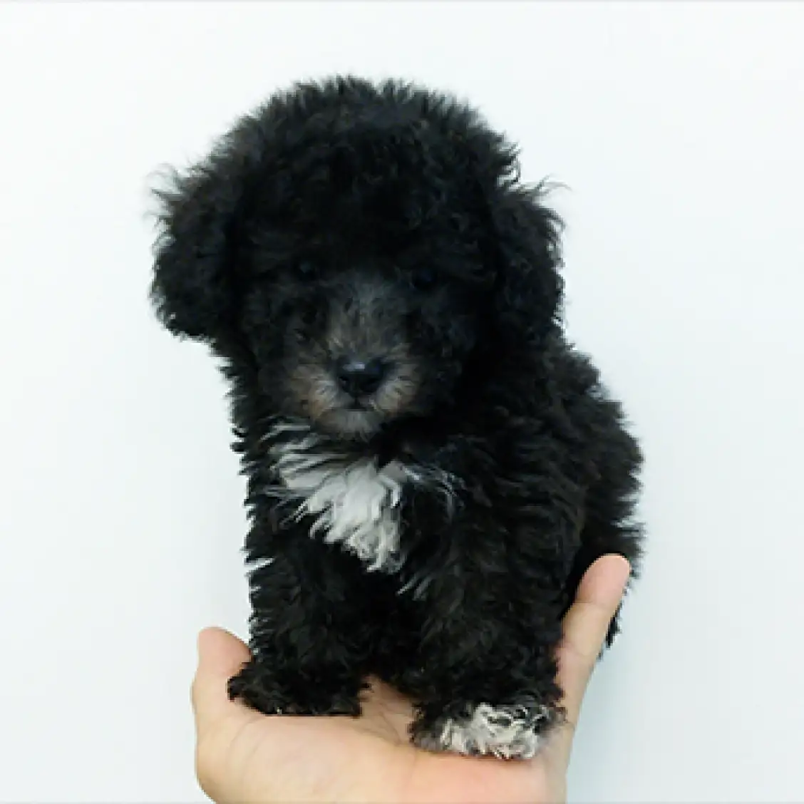 トイ・プードル