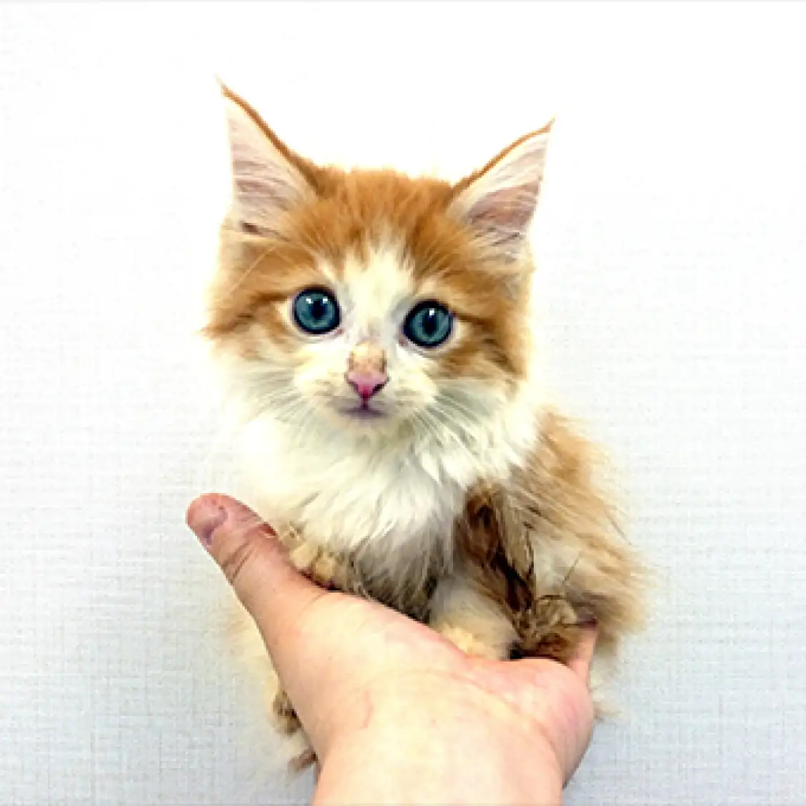 ノルウェージャンフォレストキャット