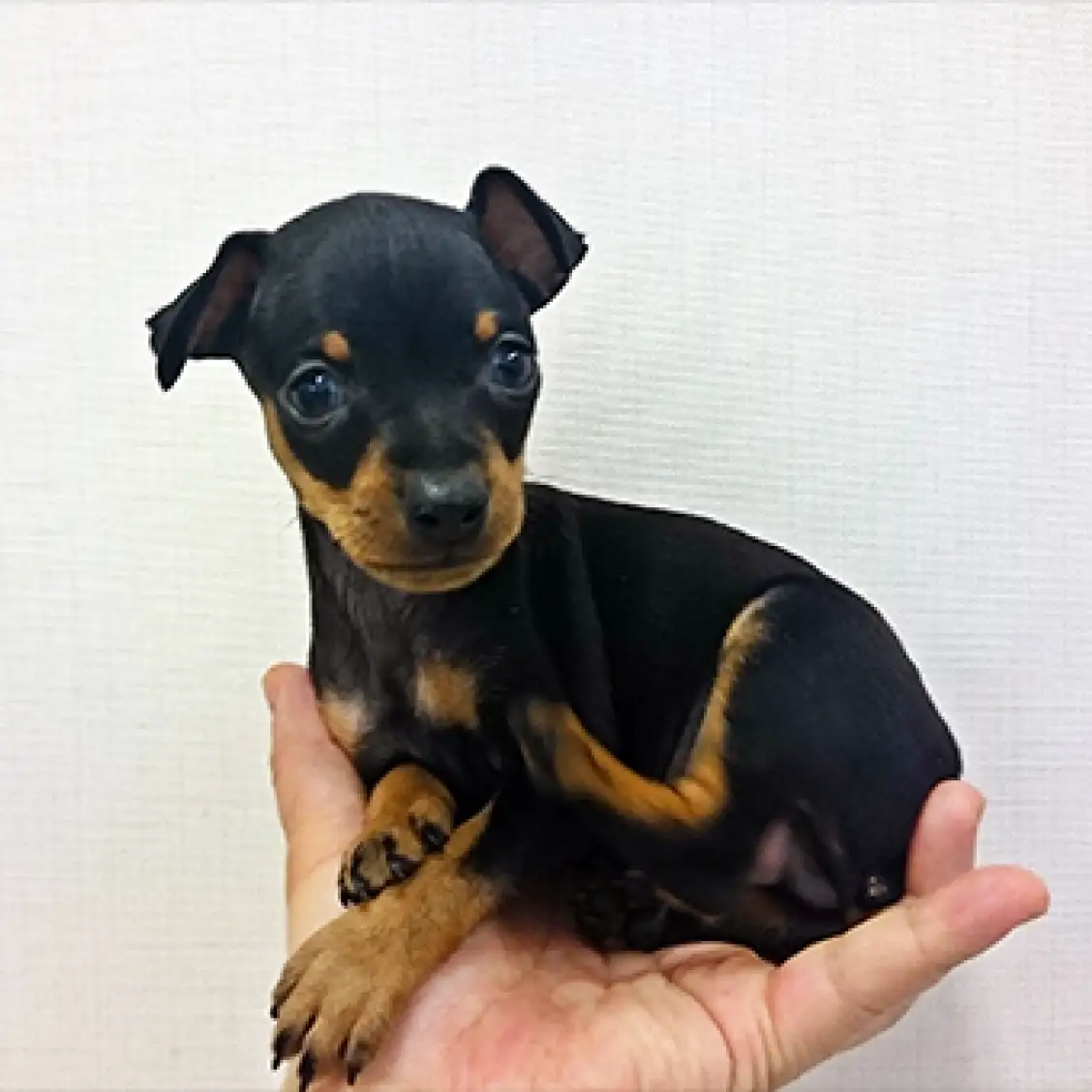 ミニチュア・ピンシャー