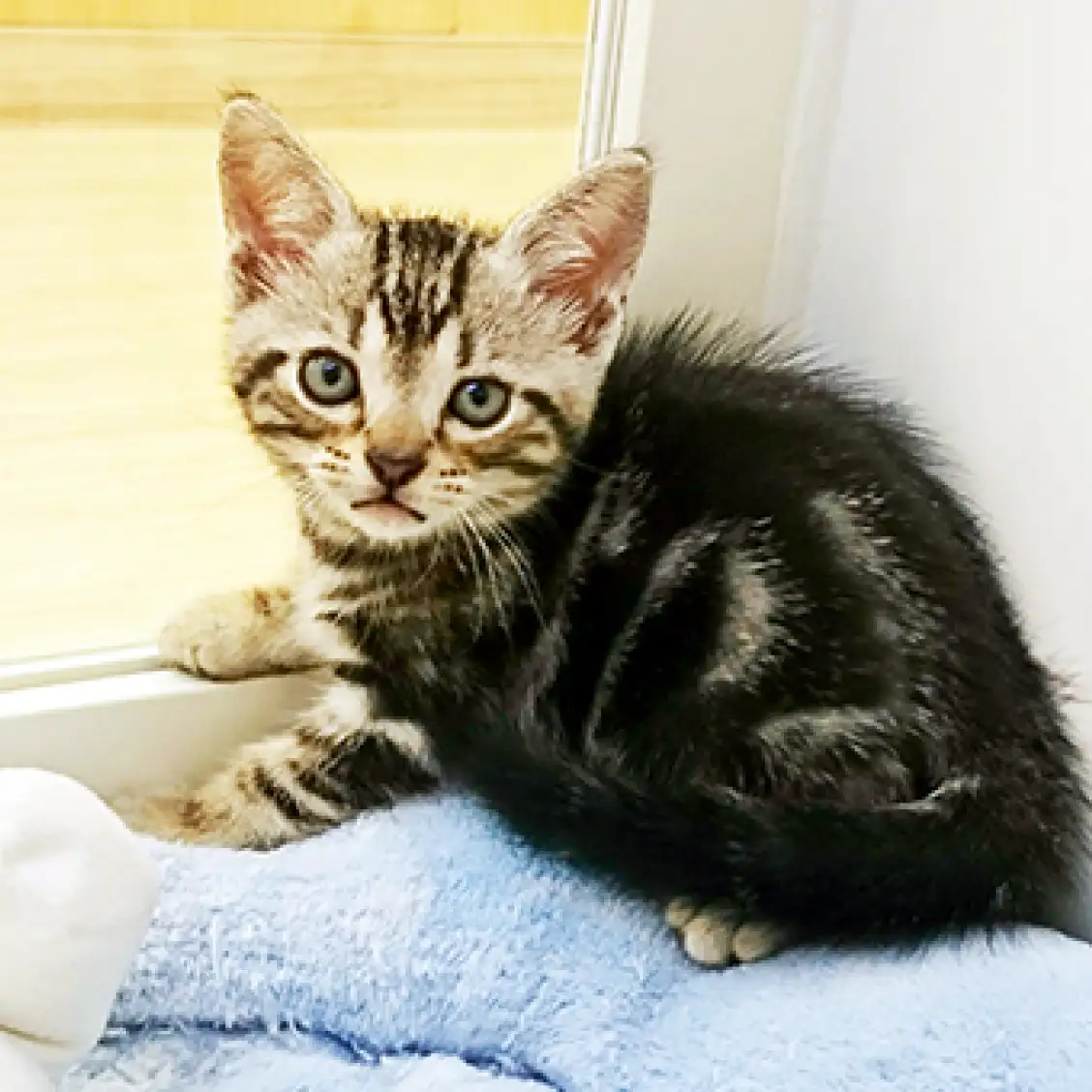 アメリカンショートヘア