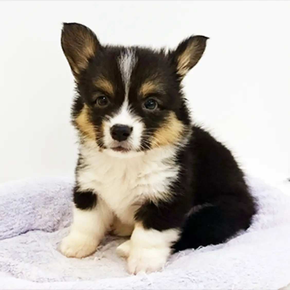 ウェルシュコーギーペンブローク