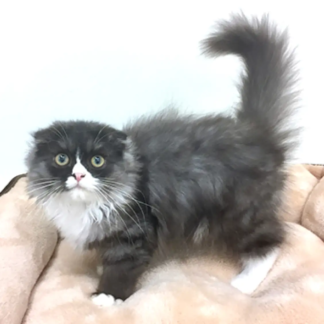 スコティッシュフォールド