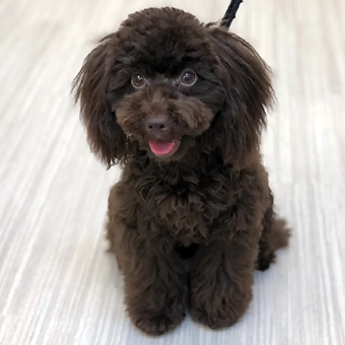 トイ・プードル